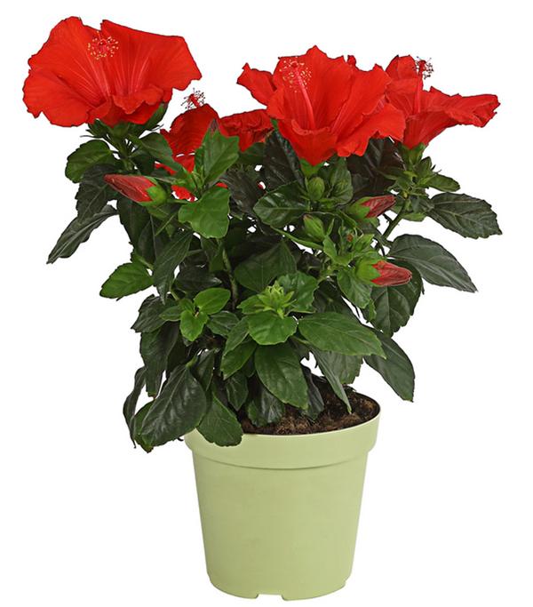 Zimmerhibiskus - Hibiscus rosa-sinensis,