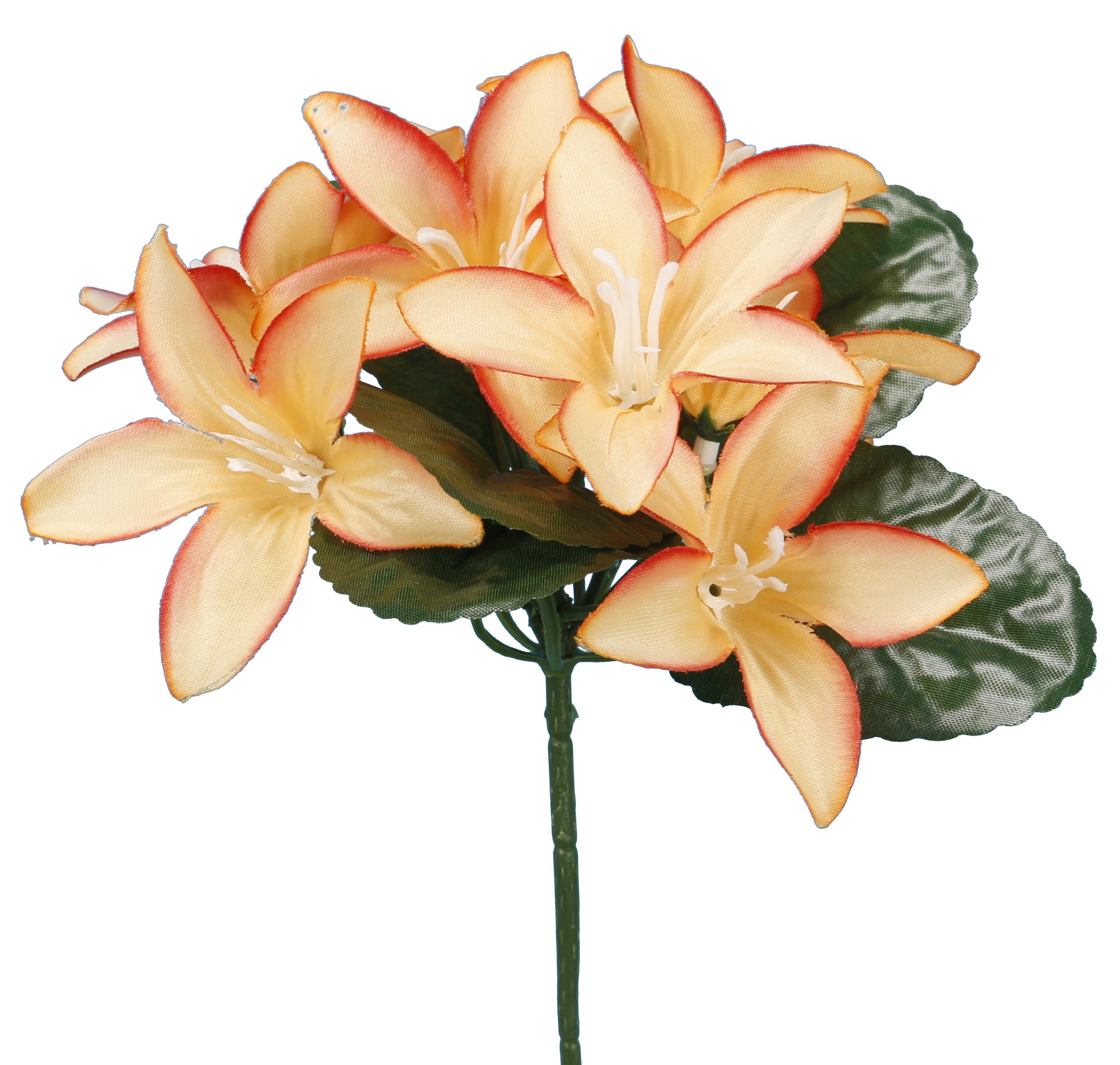BUISSON LILIUM