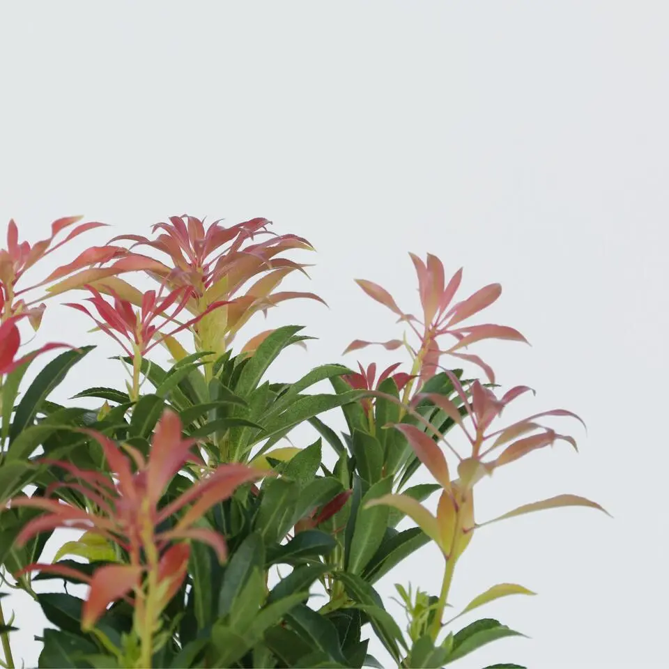 Rotsheide - Set van 4 - Pieris 'Forest Flame' - Hoogte 25-40cm - ⌀17cm