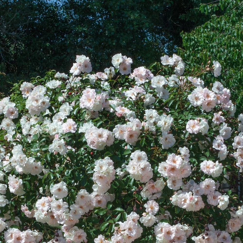 Rosier ice meillandecor ® meivahyn le pot de 2l