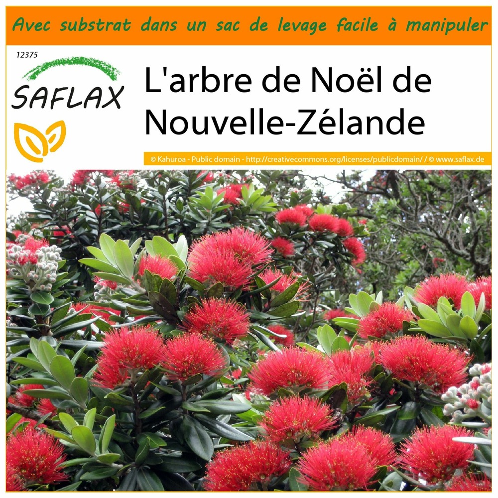 Jardin dans le sac - l'arbre de noël de nouvelle-zélande - 300 graines - metrosideros excelsa