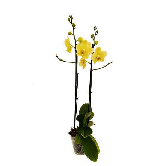 Orchidée Phalaenopsis 2 tiges - Pot Ø 12 cm