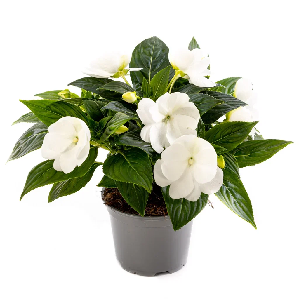 Impatiens hawkeri Praktspringfrø ‘New Guinea’ Ø12 cm