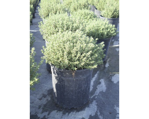 Tijm FloraSelf Thymus vulgaris Ø 18 cm pot