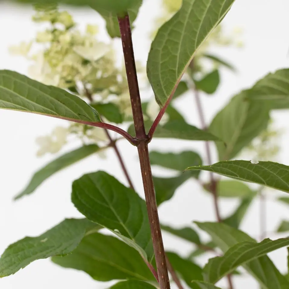Pluimhortensia - Set van 2 - Hydrangea 'Pinky Winky' - Hoogte 25-40cm - ⌀19cm