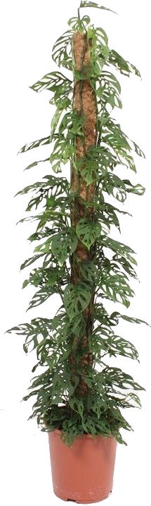 Gatenplant met mosstok (Monstera 'Monkey Mask') D 27 H 150 cm