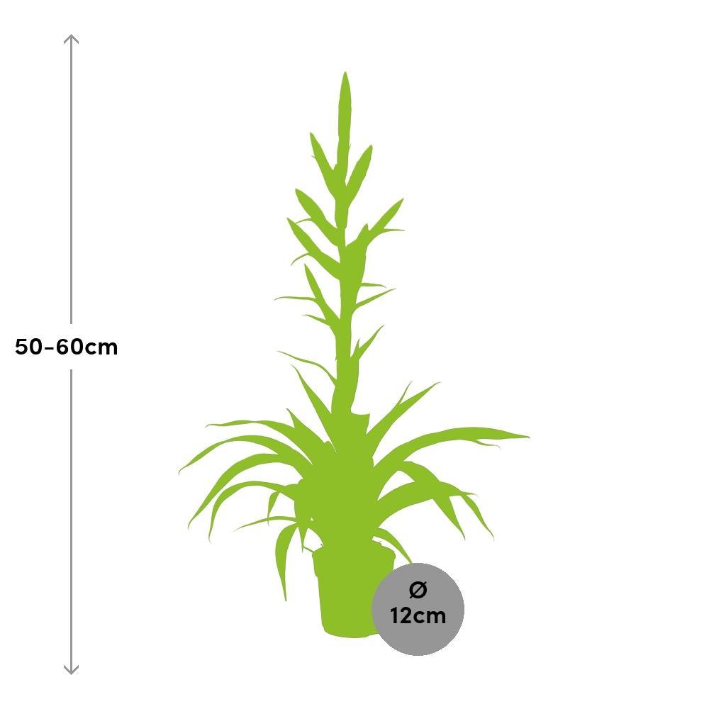 Plante d'intérieur - tillandsia dolce 60.0cm