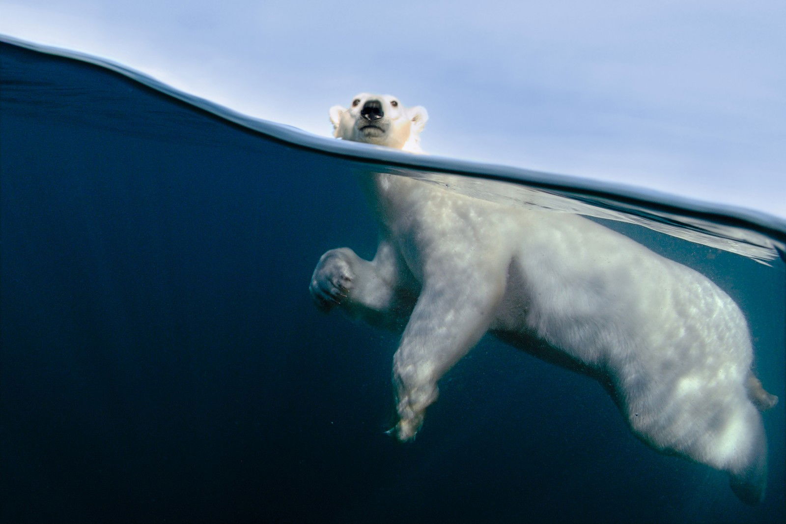 Polar Bear Exercise by Joe Bunni - Limited Edition. Edition of: 200. Signed.