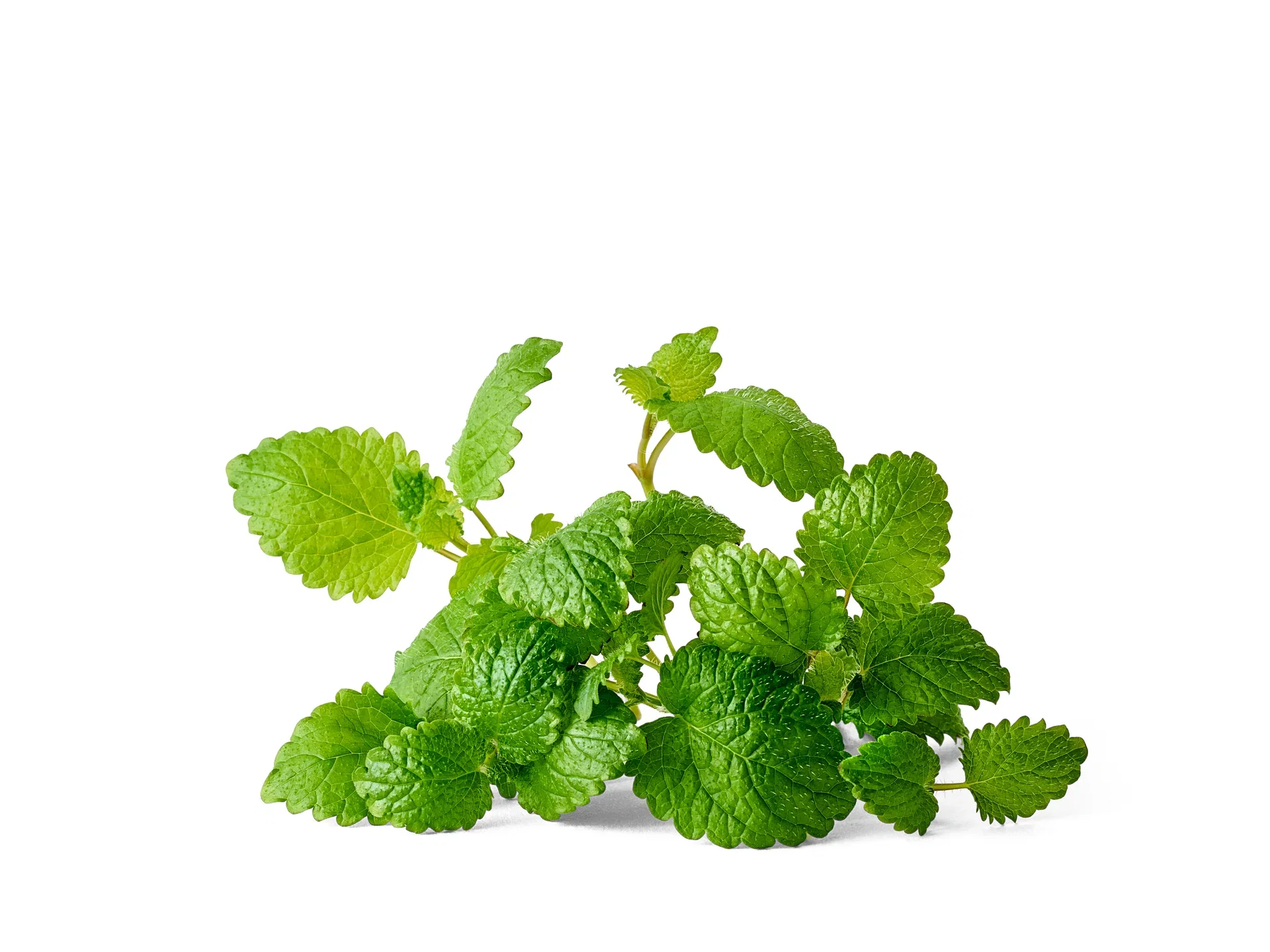 Melissa officinalis 12 cm Sitronmelisse Ø12 cm