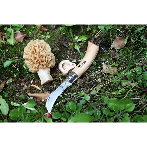 Set brosse à champignons et couteau à champignons pliant N°8