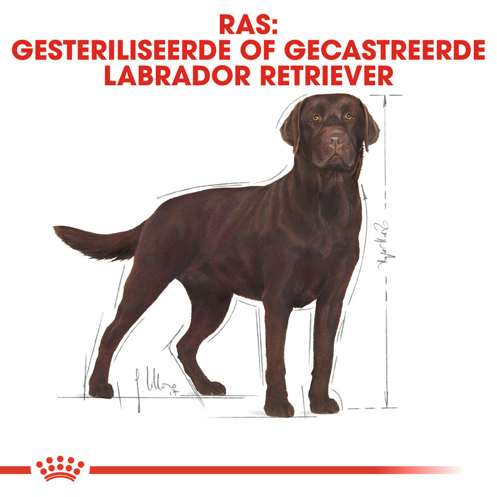 Royal Canin Labrador Retriever Sterilised Adult - Hondenvoer