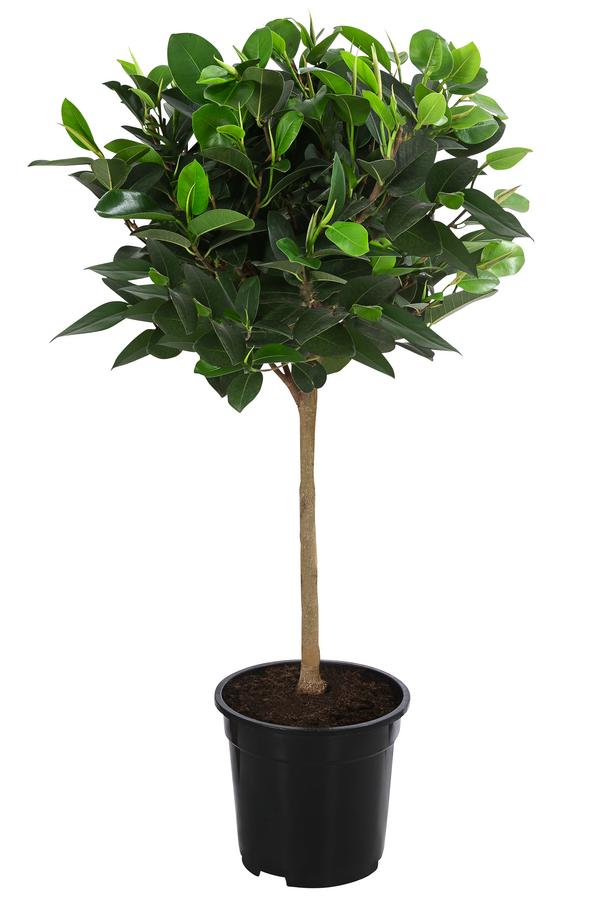 Australischer Feigenbaum 'Australis'
