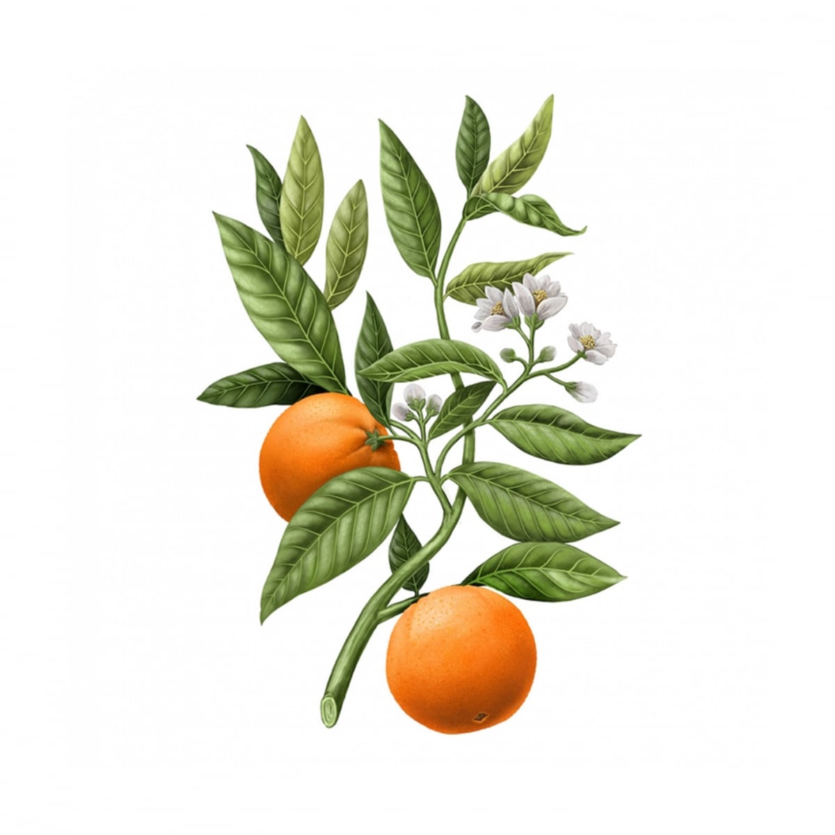CARRIÈRE FRÈRES Fleur d'Oranger - Citrus Dulcis Palet Botanique