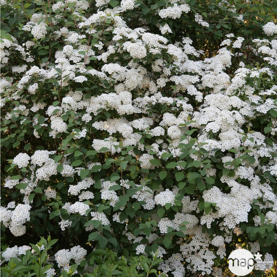 Spiraea x vanhouttei : H 8/100 : ctr 10 litres