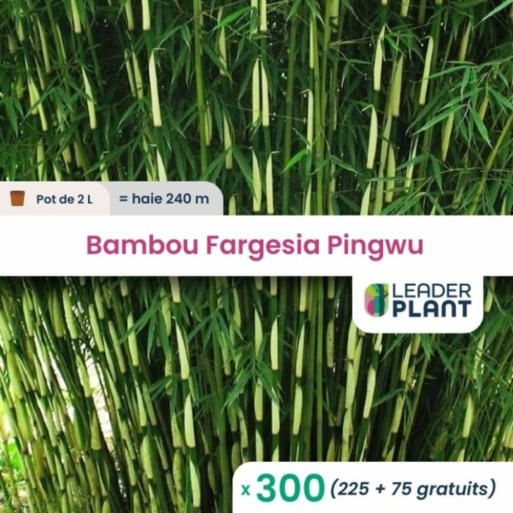 300 x bambou fargesia pingwu en pot de 2 l