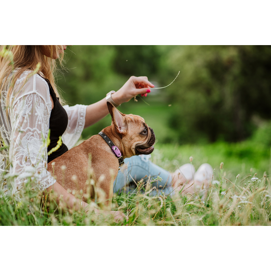 Répulsif rechargeable à ultrasons pour chien Tickless Mini Dog violet