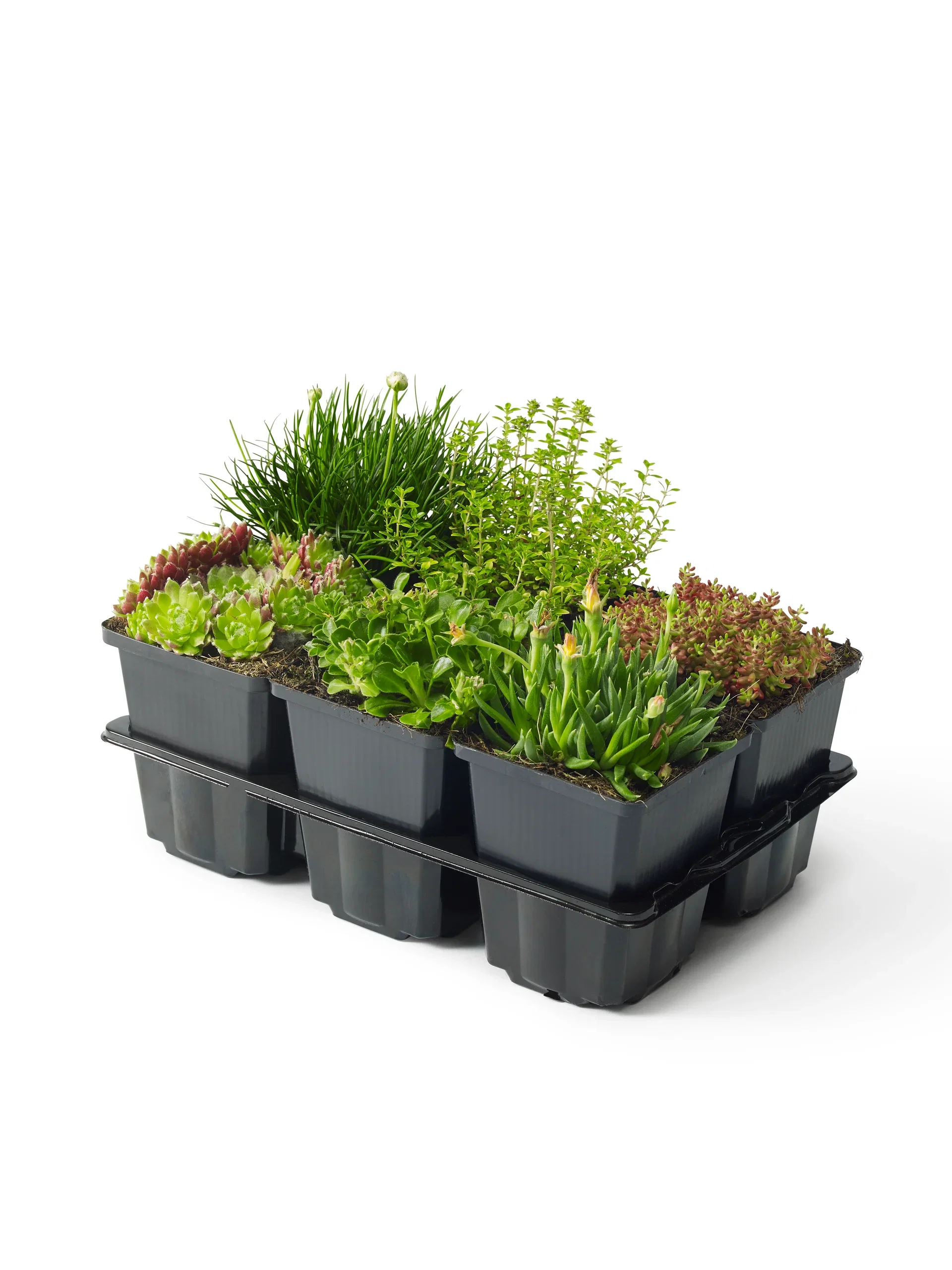 Alpine mix Stenbedplanter, miks 6 pk