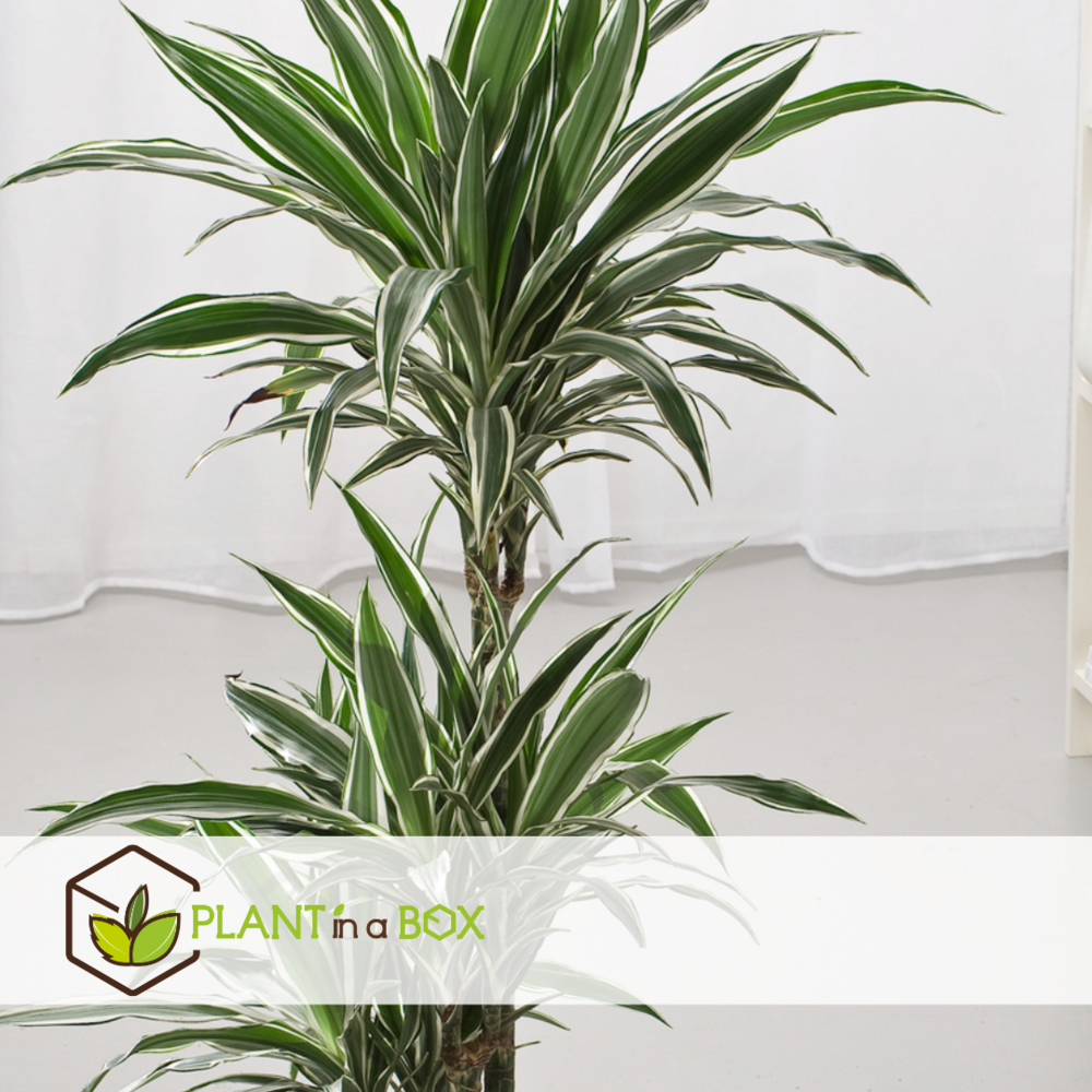 Dracaena deremensis - white stripe - pot 17cm - hauteur 60-70cm
