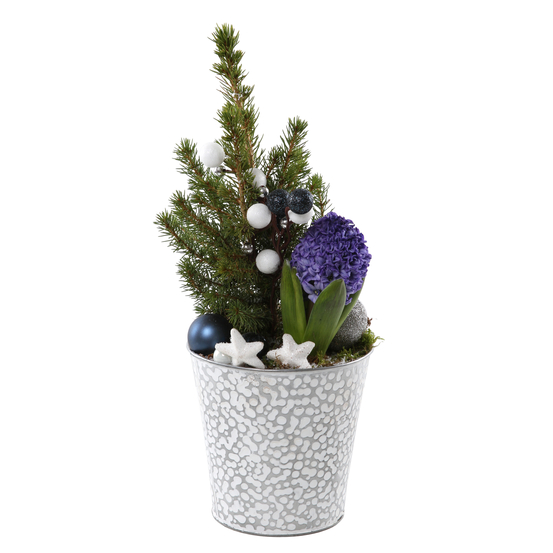 Jacinthe et Picéa en pot bonhomme de neige D16