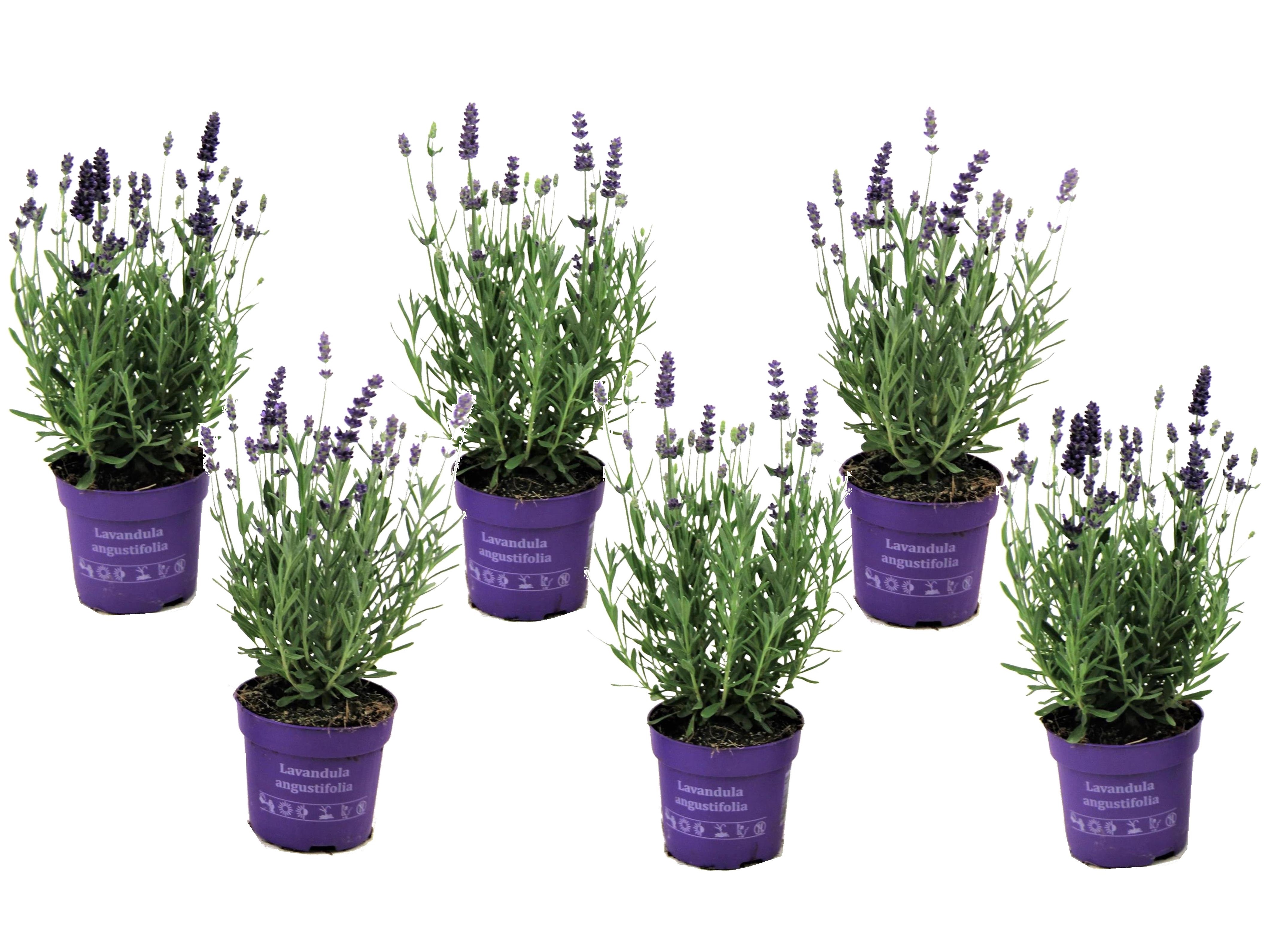 Lavandula angustifolia - x6 - plante de lavande - pot 10.5cm - hauteur 10-15cm