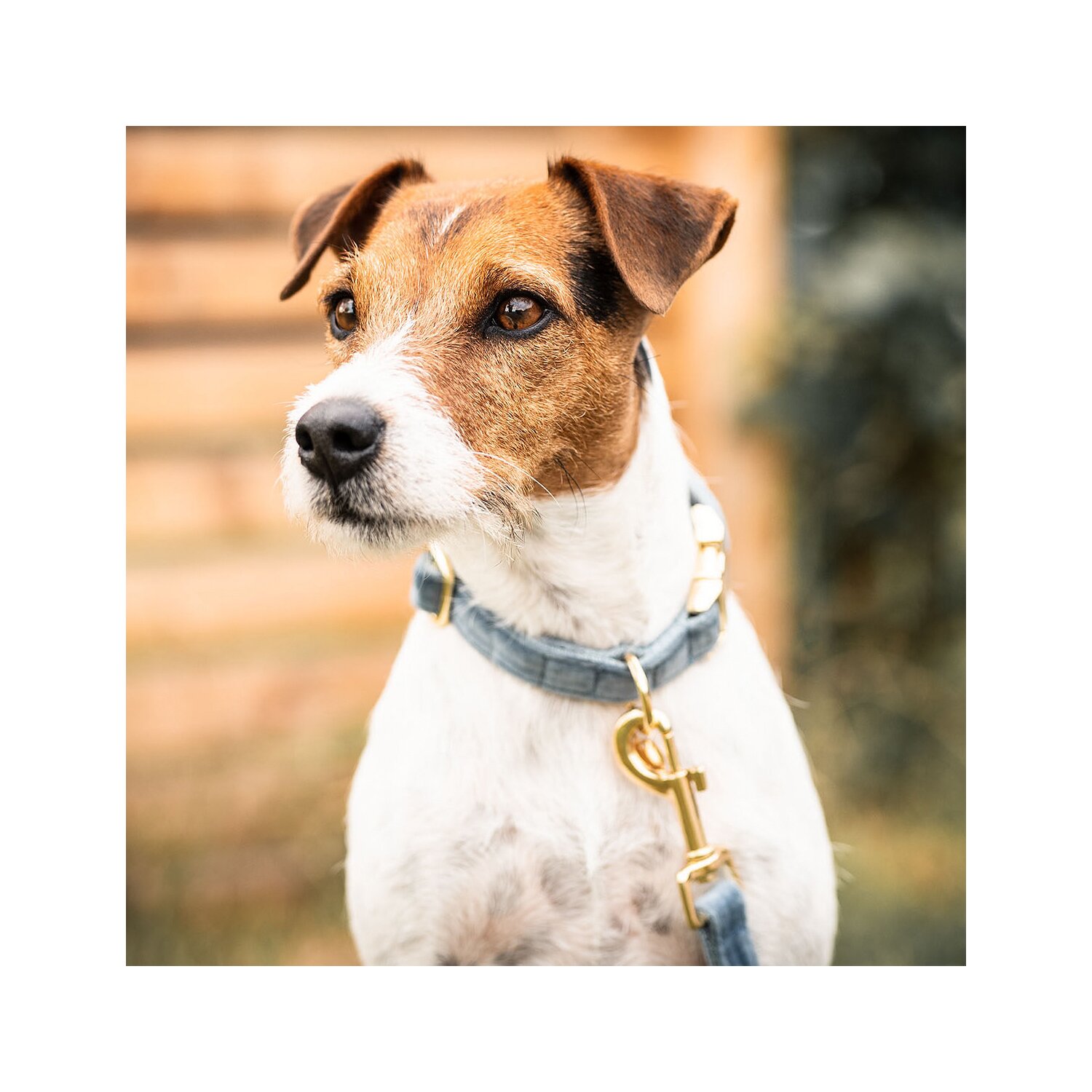 KENTUCKY DOGWEAR Hundehalsband Velvet  - lightblue