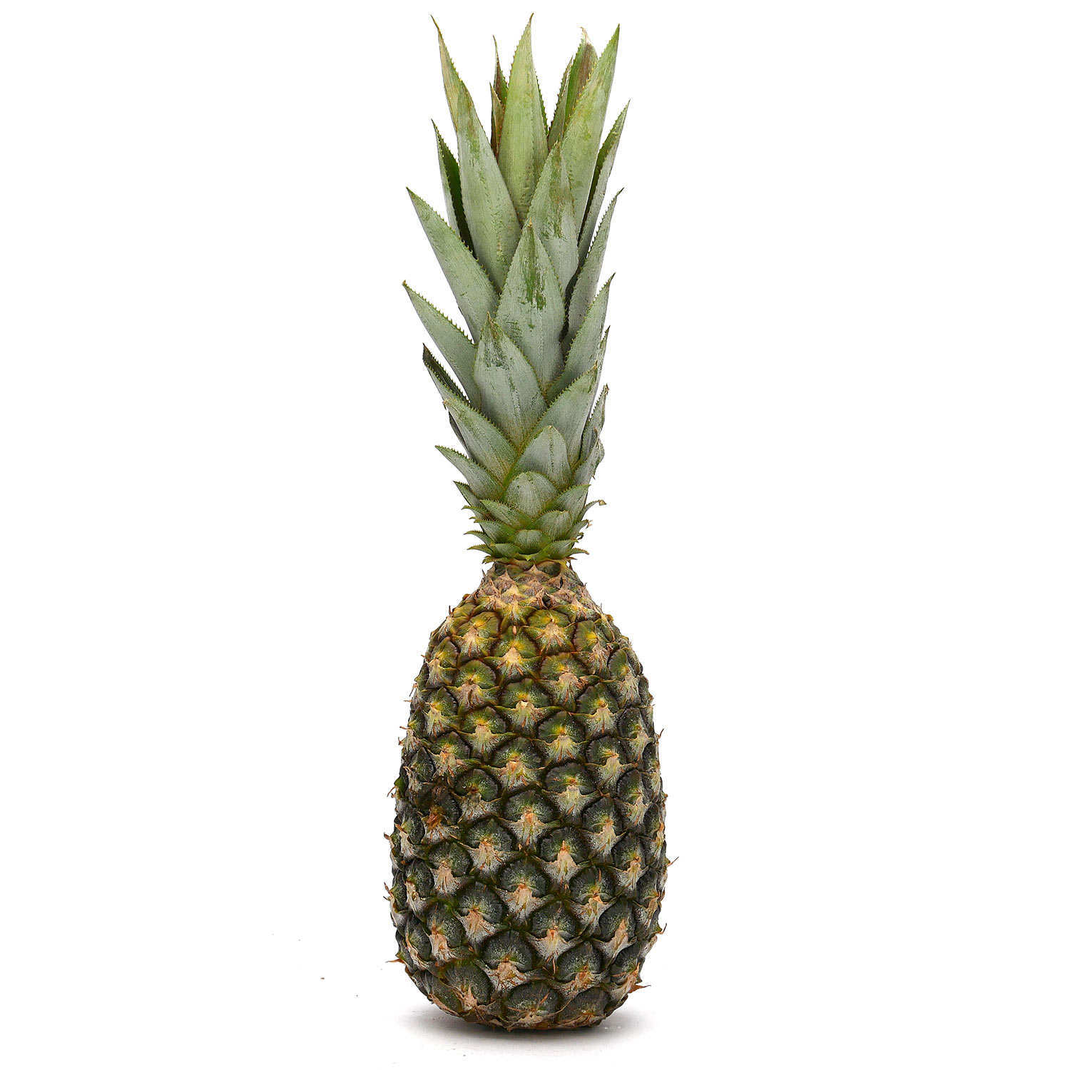 Ananas pain de sucre bio