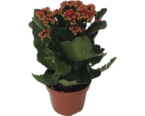 Flaming Katy Kalanchoe blossfeldiana 'Calandiva' H 20-25 cm Ø 12 cm pot rood