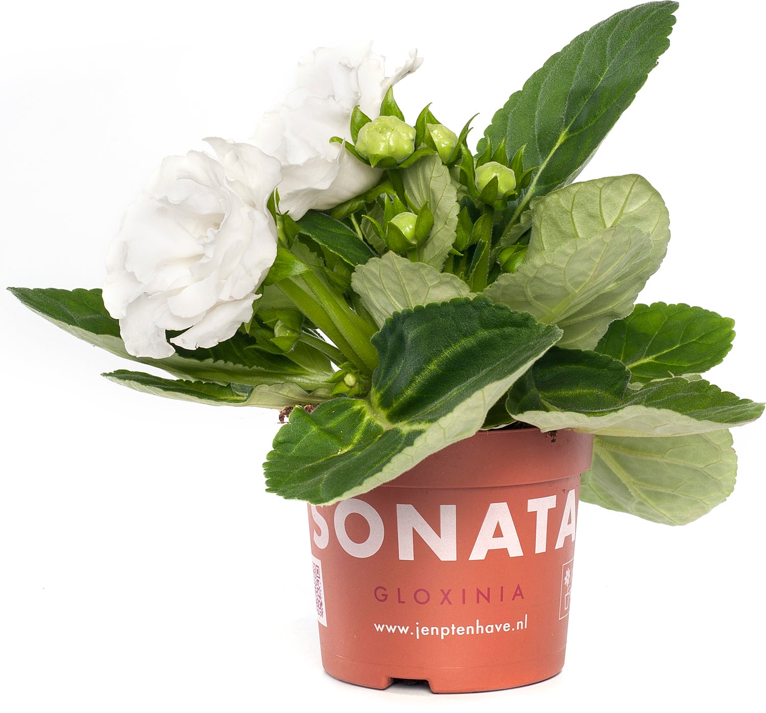Gloxinia (Sinningia 'Sonata White') D 12 H 25 cm