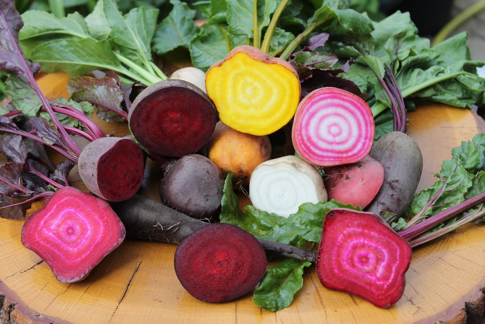Jardin dans le sac - bio - betterave - de chioggia - 70 graines - beta vulgaris