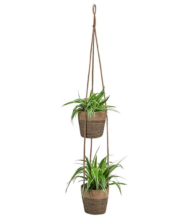 Juteampel-Duo mit Grünlilie - Chlorophytum