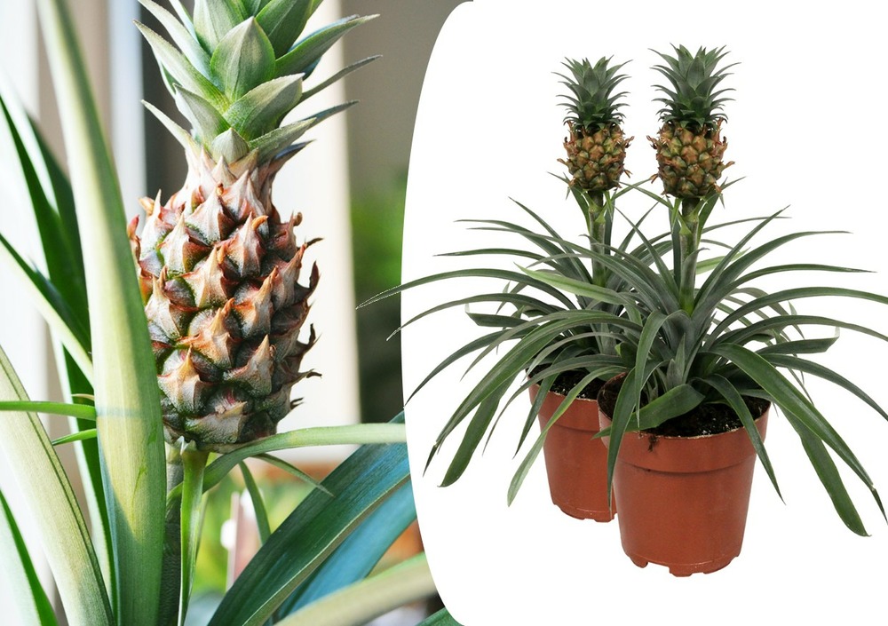 Plante ananas mi amigo - set de 2 - pots 12cm - hauteur 35-45cm