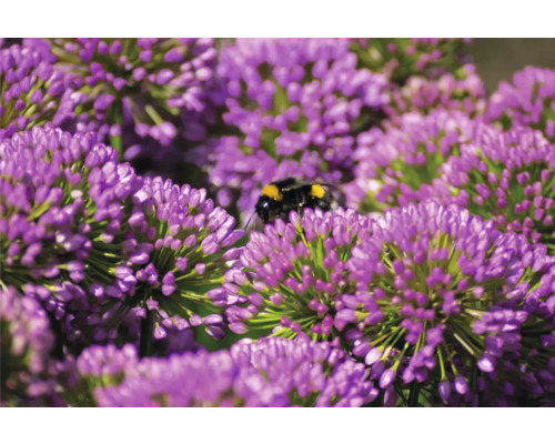 Sierui FloraSelf Allium 'Millenium' Co 3 L