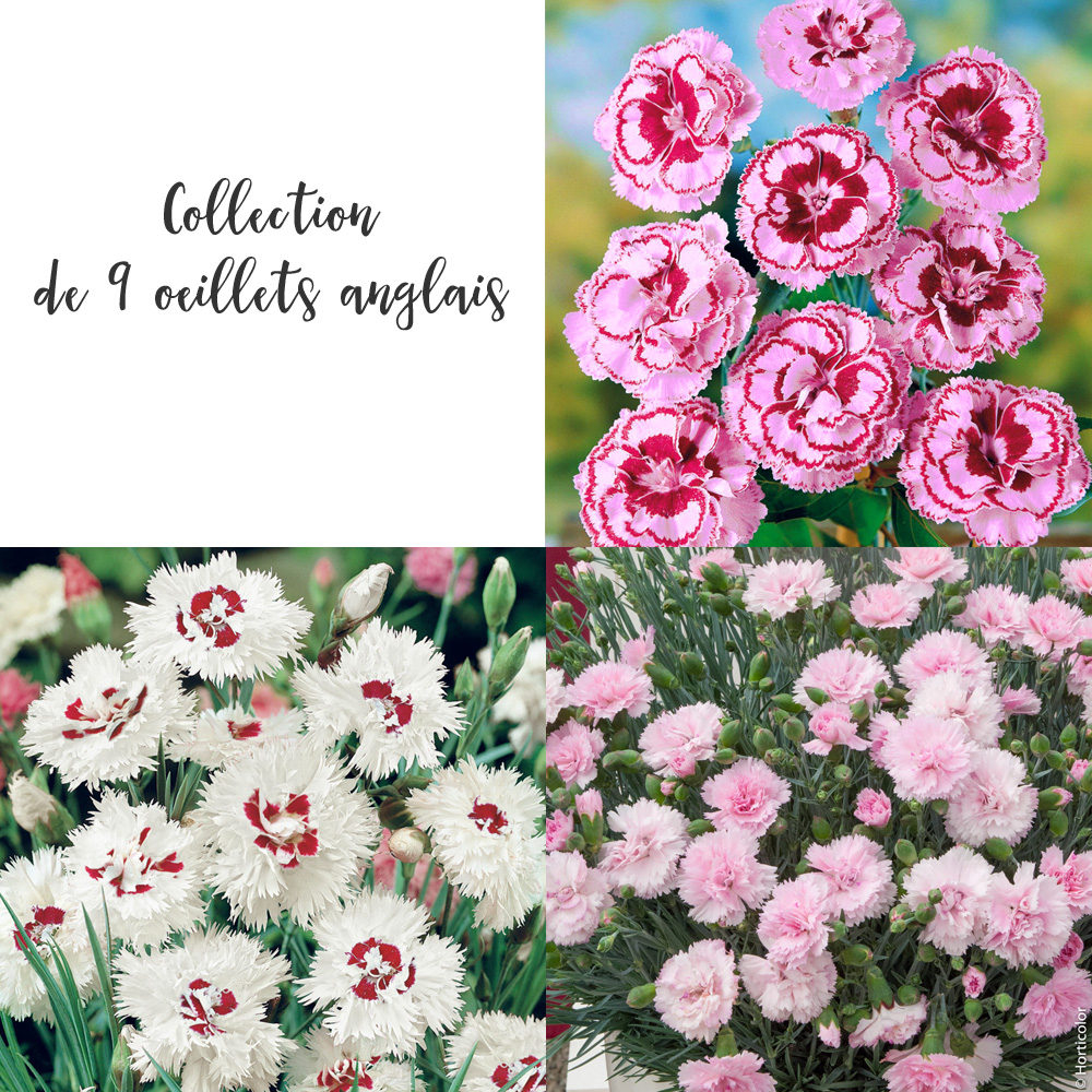 Collection de 9 oeillets anglais ou dianthus plumarius