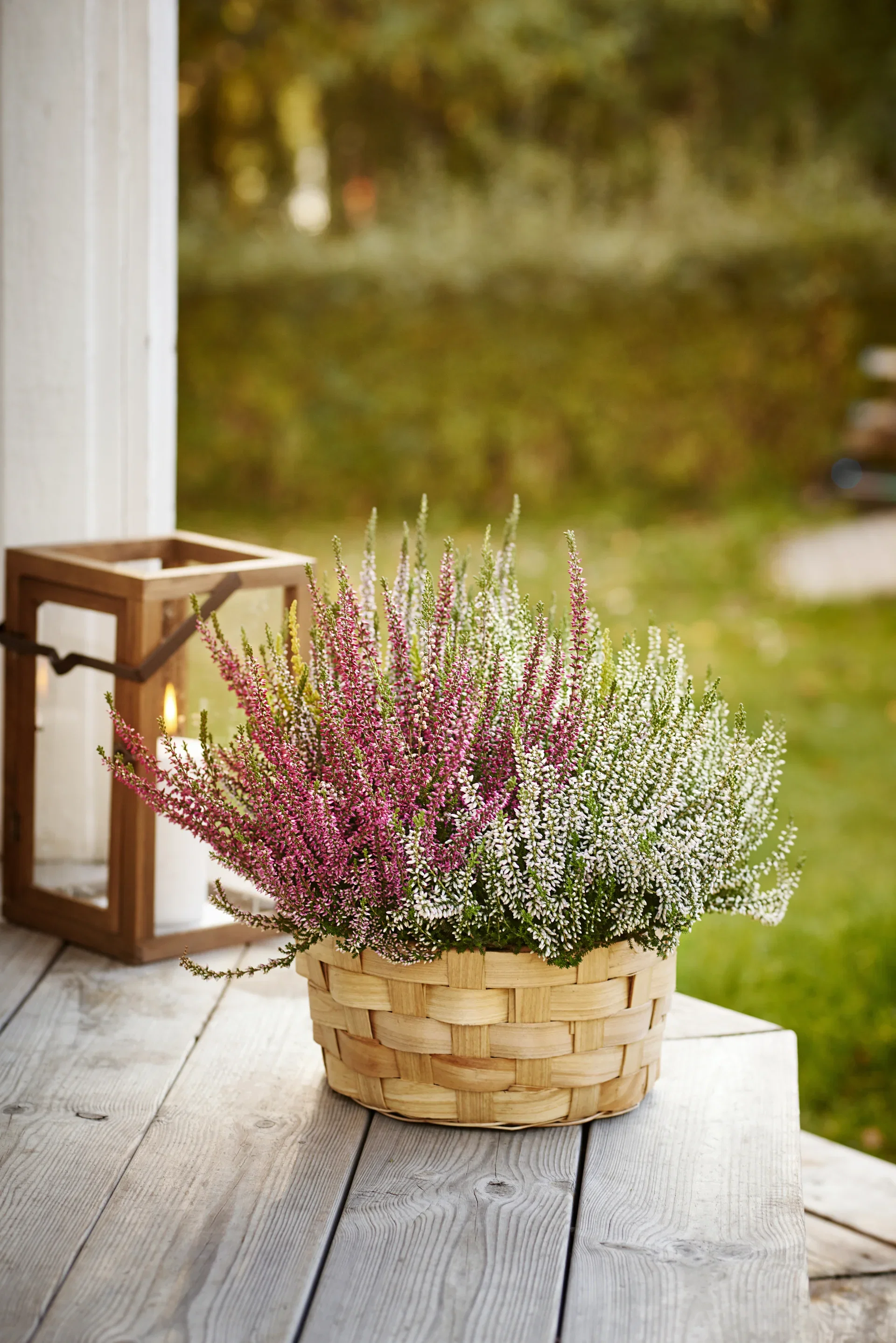 Calluna vulgaris (Beauty Ladies Series) Røsslyng i skål Ø27 cm