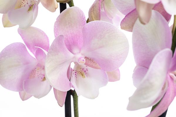 Schmetterlingsorchidee - Phalaenopsis