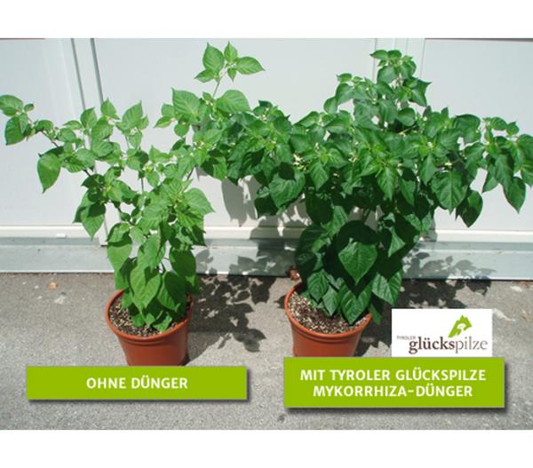 Mykorrhiza Granulat, 60 g