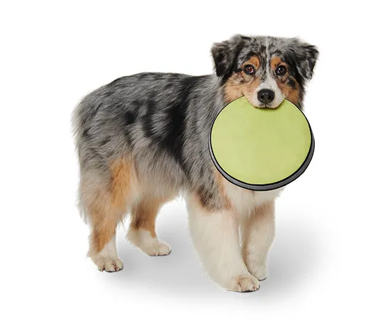 Hunde-Wurfscheibe