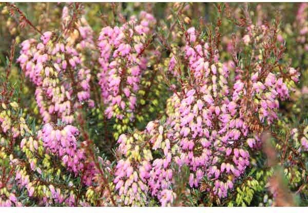 Winterheide paars-roze (Erica darleyensis 'Rubina') H 15-20 cm