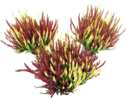 Tweekleurige heide FloraSelf Calluna vulgaris 'Beauty Ladies' Twin Ø 11 cm pot