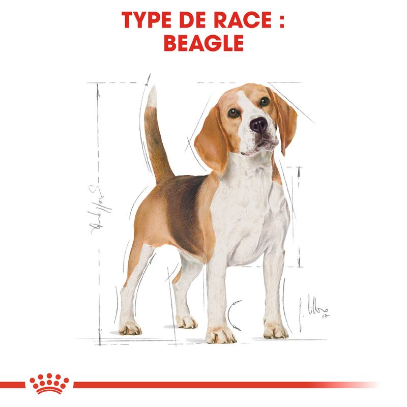 Royal Canin Beagle Adult à prix discount sur bitiba.fr