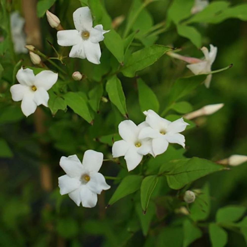 Jasmin officinal 'affine' - jasminum officinalis 3l