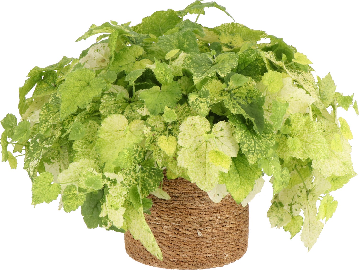 Kindje-op-moeders-schoot (Tolmiea menziesii) D 12 H 20 cm