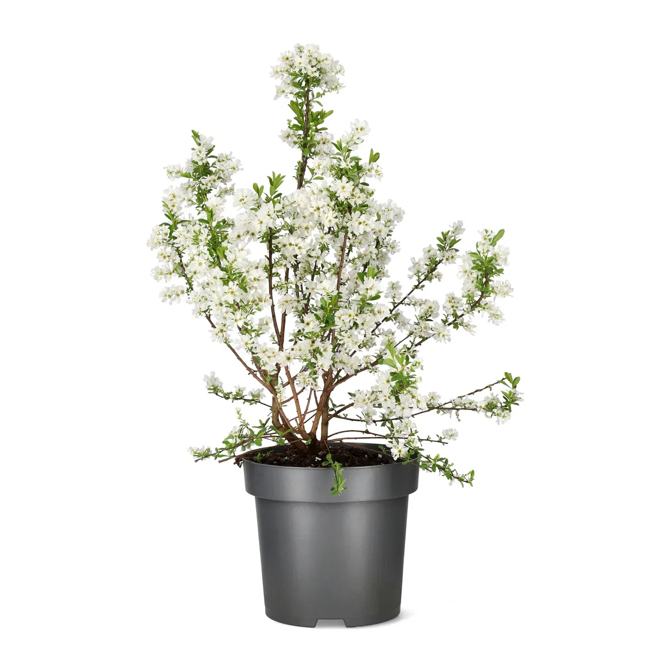 Exochorda 'Niagara' Perlebusk 'Niagara' Ø22 cm