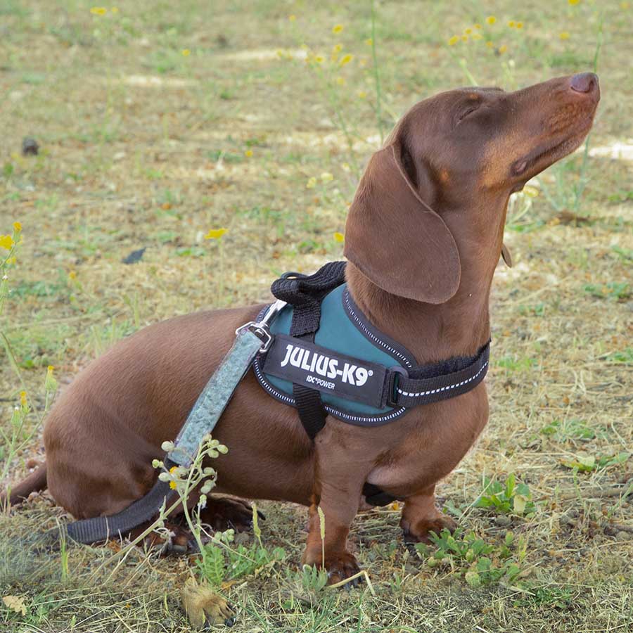 Coleira para cães Julius K-9 IDC verde