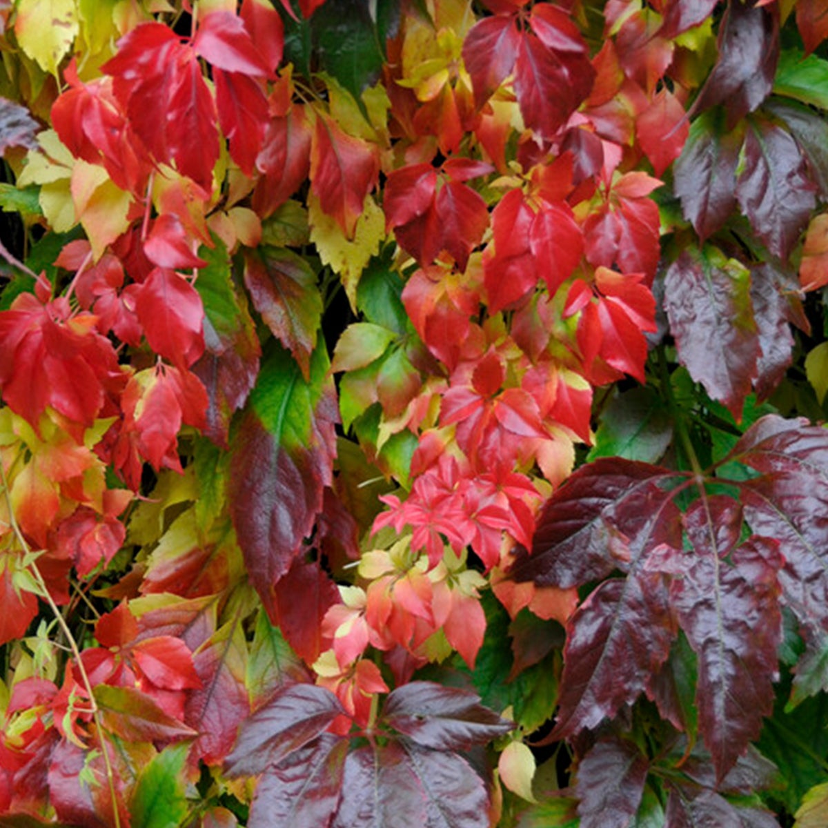 Bloomique – Parthenocissus Quinquefolia Engelmannii – Wilde klimplant – Klimplanten – Tuinplanten – Winterhard – Potmaat 15 cm – 70–80 cm hoog