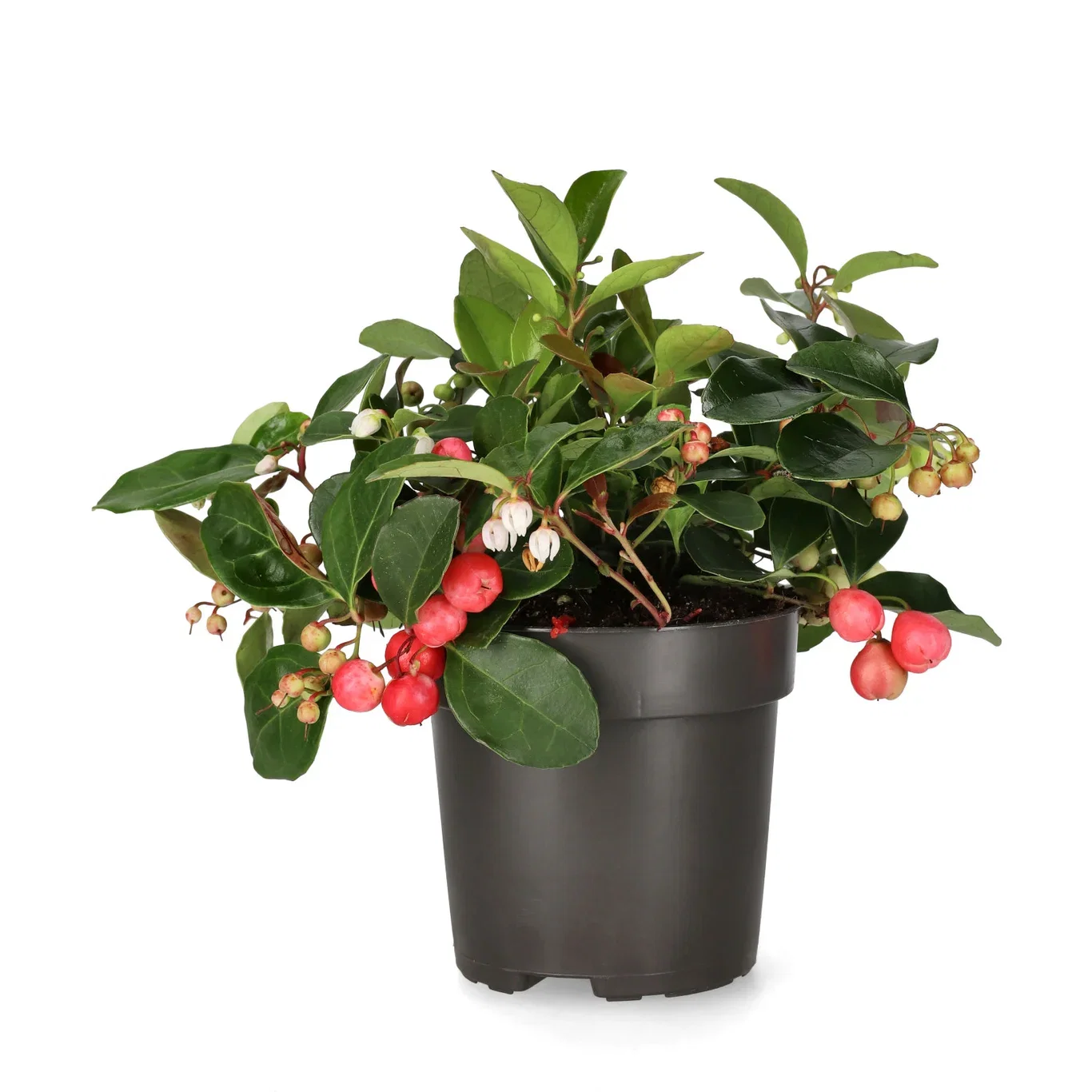 Gaultheria procumbens BIG BERRY ('Gaubi') Krypberglyng BIG BERRY Ø10,5 cm