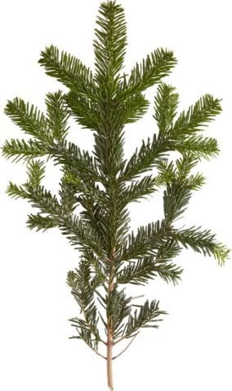 Nordmann gezaagd - Kerstboom - 100 cm