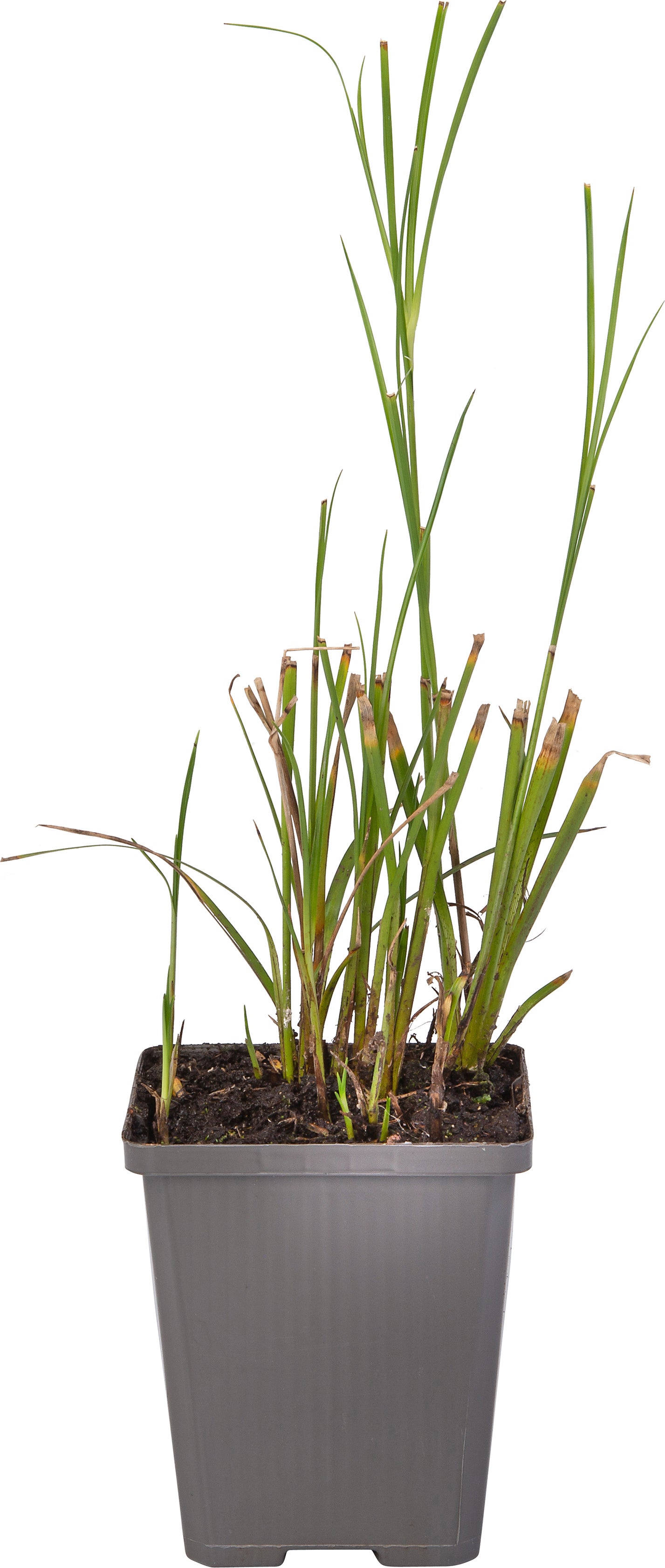 Sterrengras (Dichromena colorata) D 9 H 20 cm