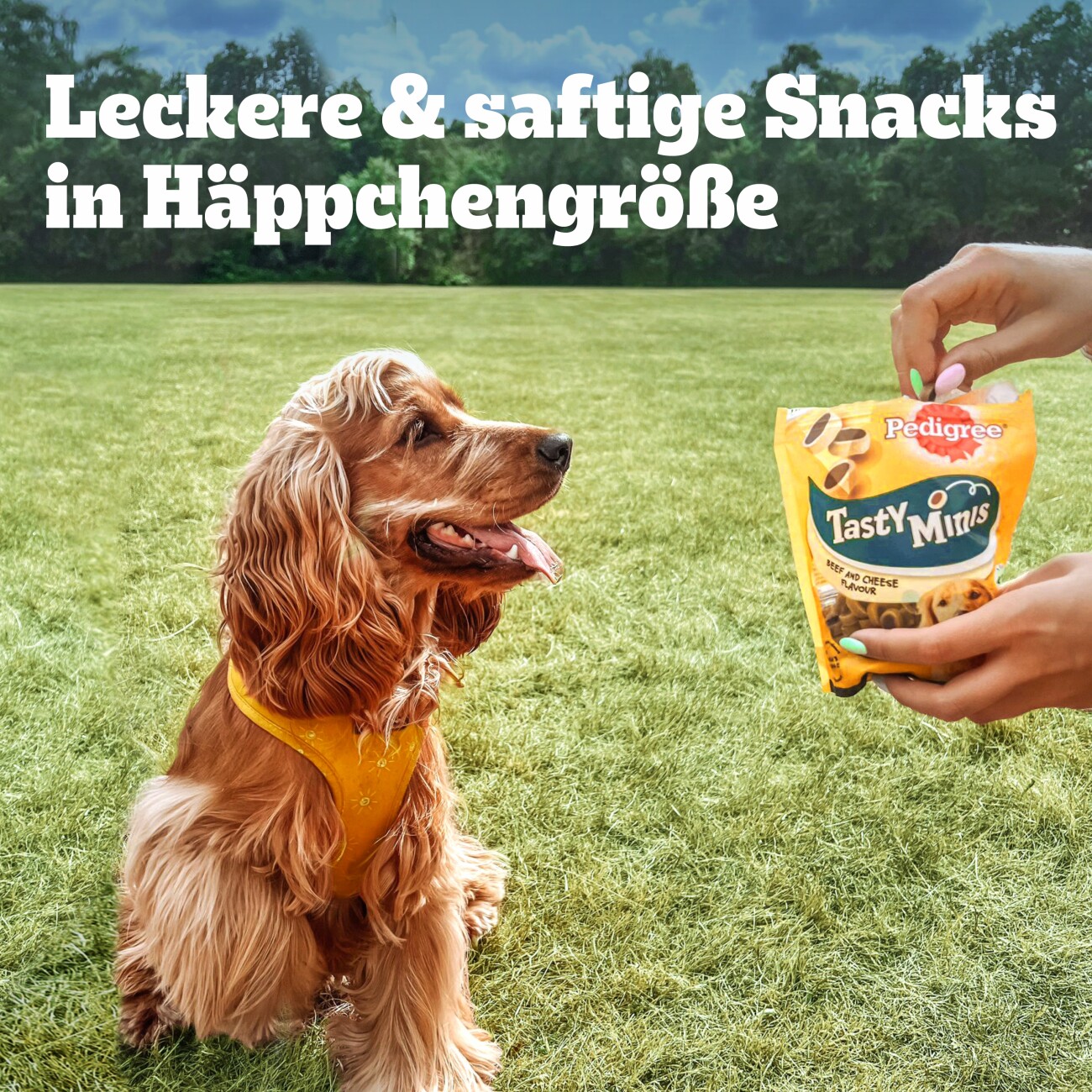 Pedigree Leckerbissen Tasty Minis Huhn und Ente 6x130 g