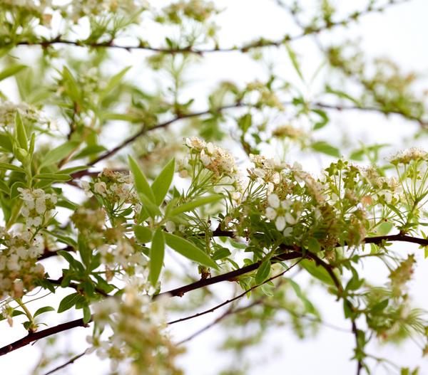 Rispenspiere 'Grefsheim'